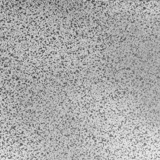 Speckle